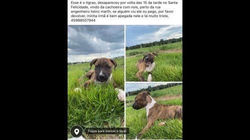 Cachorro Tigrão desapareceu no bairro Santa Felicidade Cachorro Tigrão desapareceu no bairro Santa Felicidade