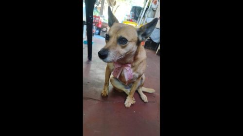 Cachorra é encontrada no bairro Centro Cachorra é encontrada no bairro Centro