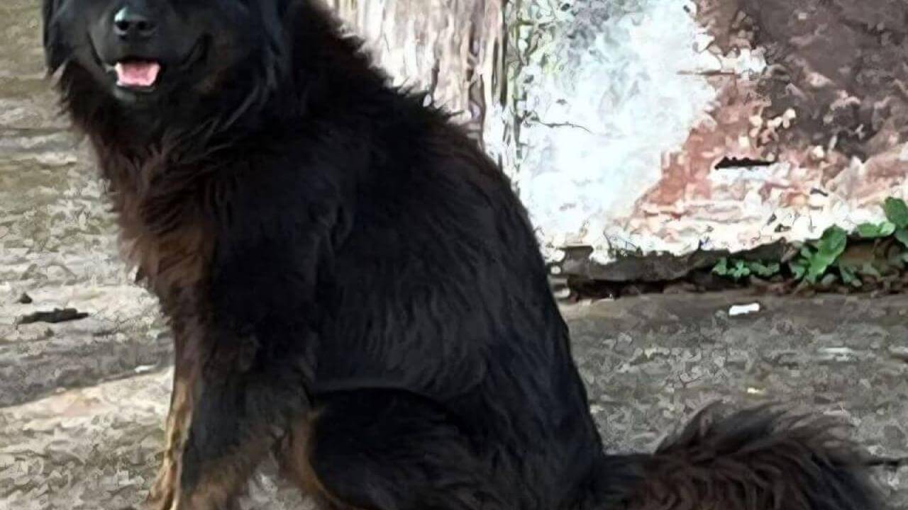 Cachorro é encontrado no bairro Country