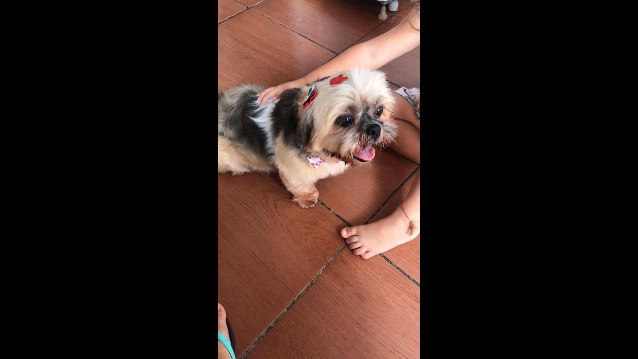 Cachorra Ana Lu desapareceu no bairro Floresta