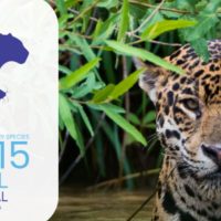 Imagem referente a Queda na conservação de espécies migratórias pautará encontro da ONU