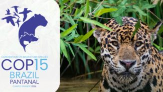 Queda na conservação de espécies migratórias pautará encontro da ONU