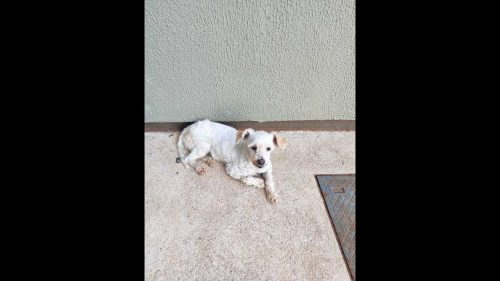 Cachorra é encontrada no bairro Brasília Cachorra é encontrada no bairro Brasília