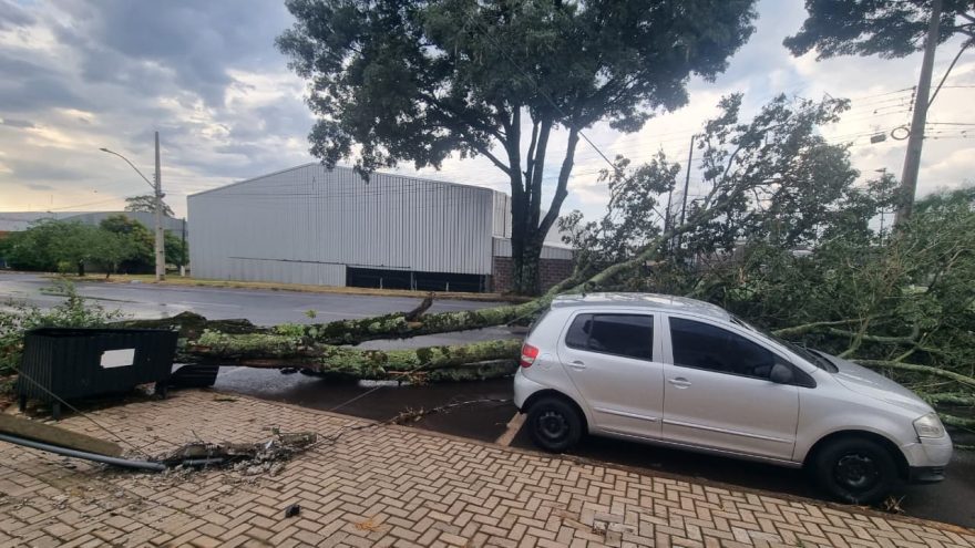 Árvore cai e por pouco não atinge carro no Santo Onofre