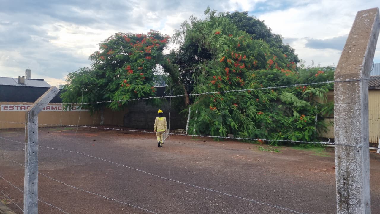 Árvore cai sobre telhado de imóvel na Rua Potiguaras