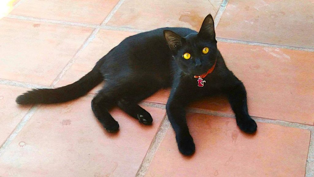 Gato Xaropinho desapareceu no bairro Parque São Paulo