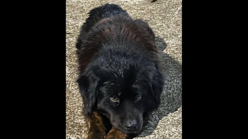 Cachorro é encontrado no bairro Country Cachorro é encontrado no bairro Country