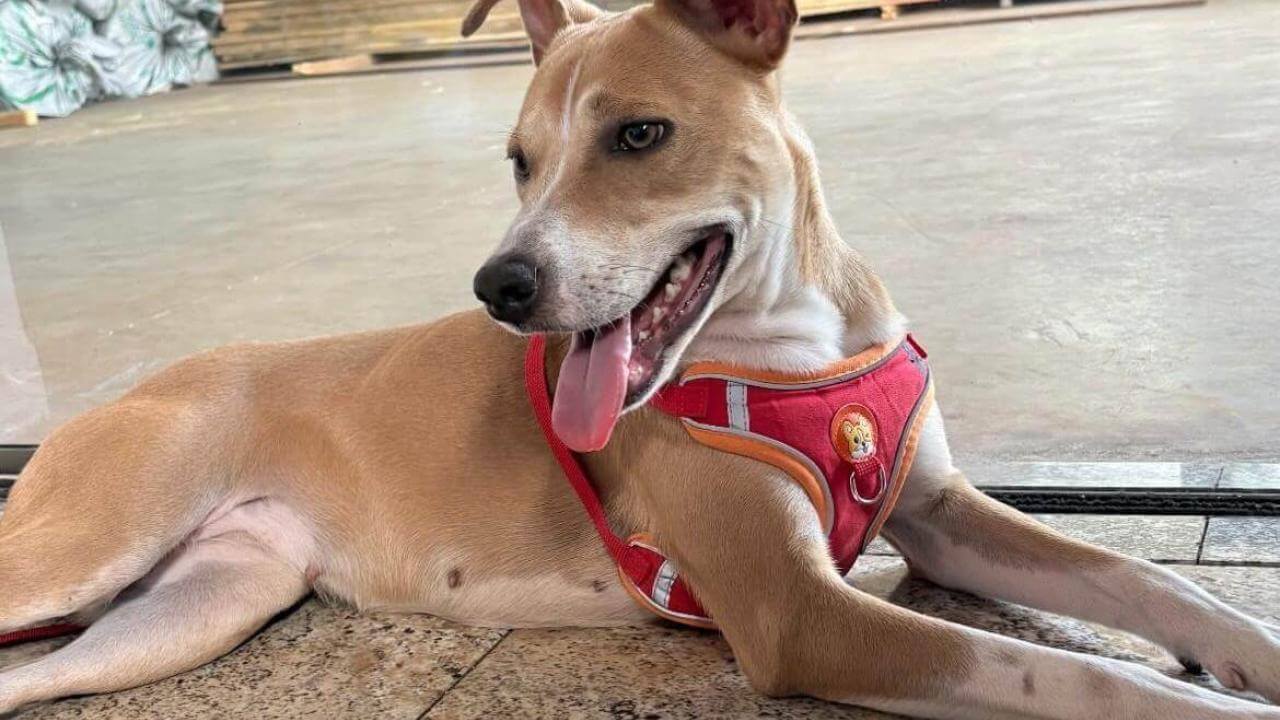 Cachorra é encontrada no bairro Região do Lago