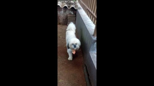 Cachorro é encontrado no bairro São Cristóvão Cachorro é encontrado no bairro São Cristóvão