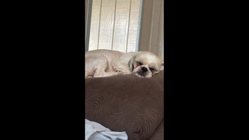 Cachorra Pompom desapareceu no bairro Turisparque Cachorra Pompom desapareceu no bairro Turisparque