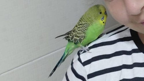 Periquito desapareceu no bairro Centro Periquito desapareceu no bairro Centro