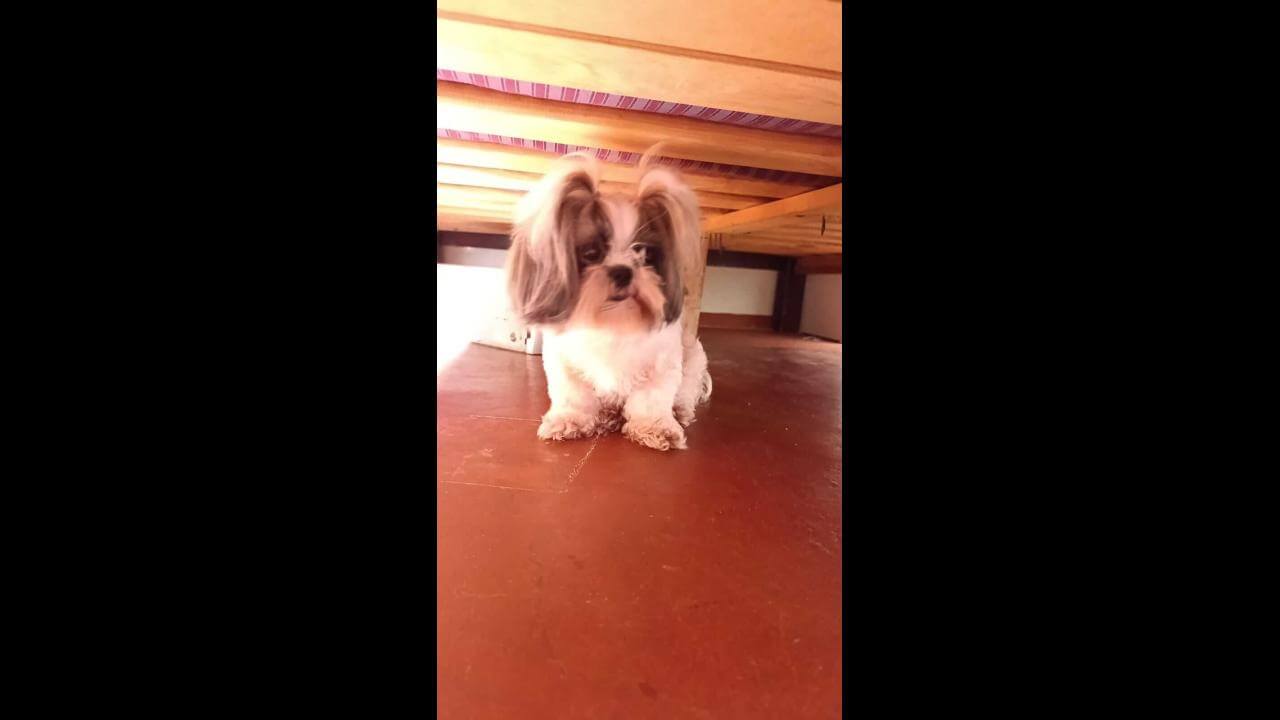 Cachorra Bibi desapareceu no bairro Periolo Cachorra Bibi desapareceu no bairro Periolo