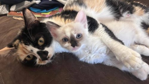 Gata “Pipoquinha” gatinha branca ela tem 3 meses, n desapareceu no bairro Jardim Montovani Gata “Pipoquinha” gatinha branca ela tem 3 meses, n desapareceu no bairro Jardim Montovani