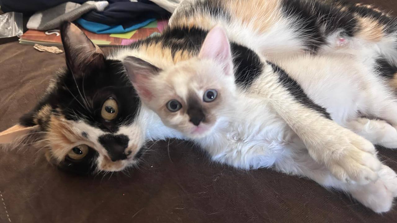 Gata “Pipoquinha” gatinha branca ela tem 3 meses, n desapareceu no bairro Jardim Montovani Gata “Pipoquinha” gatinha branca ela tem 3 meses, n desapareceu no bairro Jardim Montovani
