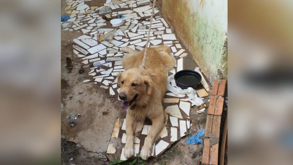 Golden Retriever está para adoção em Cascavel