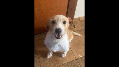 Cachorra Mel desapareceu no bairro Fag Cachorra Mel desapareceu no bairro Fag