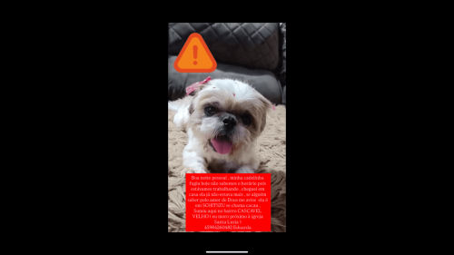 Cachorra Cacau desapareceu no bairro Cascavel Velho Cachorra Cacau desapareceu no bairro Cascavel Velho