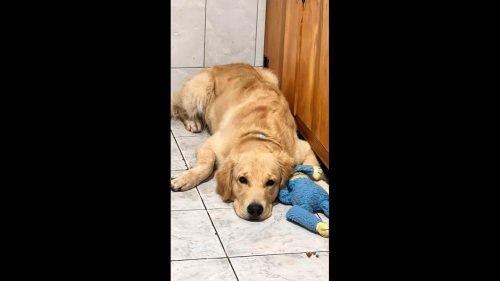 Cachorro Sam desapareceu no bairro Maria Luiza Cachorro Sam desapareceu no bairro Maria Luiza