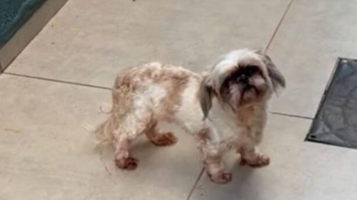 Cachorra Kakau desapareceu no bairro Cascavel Velho Cachorra Kakau desapareceu no bairro Cascavel Velho