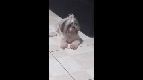 Cachorra é encontrada no bairro Periolo Cachorra é encontrada no bairro Periolo