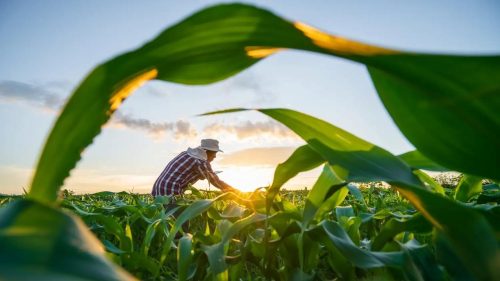 Da alimentação ao clima: o poder das plantas para o futuro do planeta