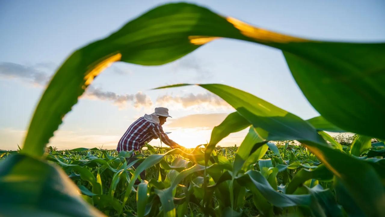 Da alimentação ao clima: o poder das plantas para o futuro do planeta Da alimentação ao clima: o poder das plantas para o futuro do planeta