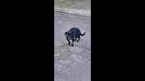 Cachorro é encontrado no bairro Parque São Paulo Cachorro é encontrado no bairro Parque São Paulo
