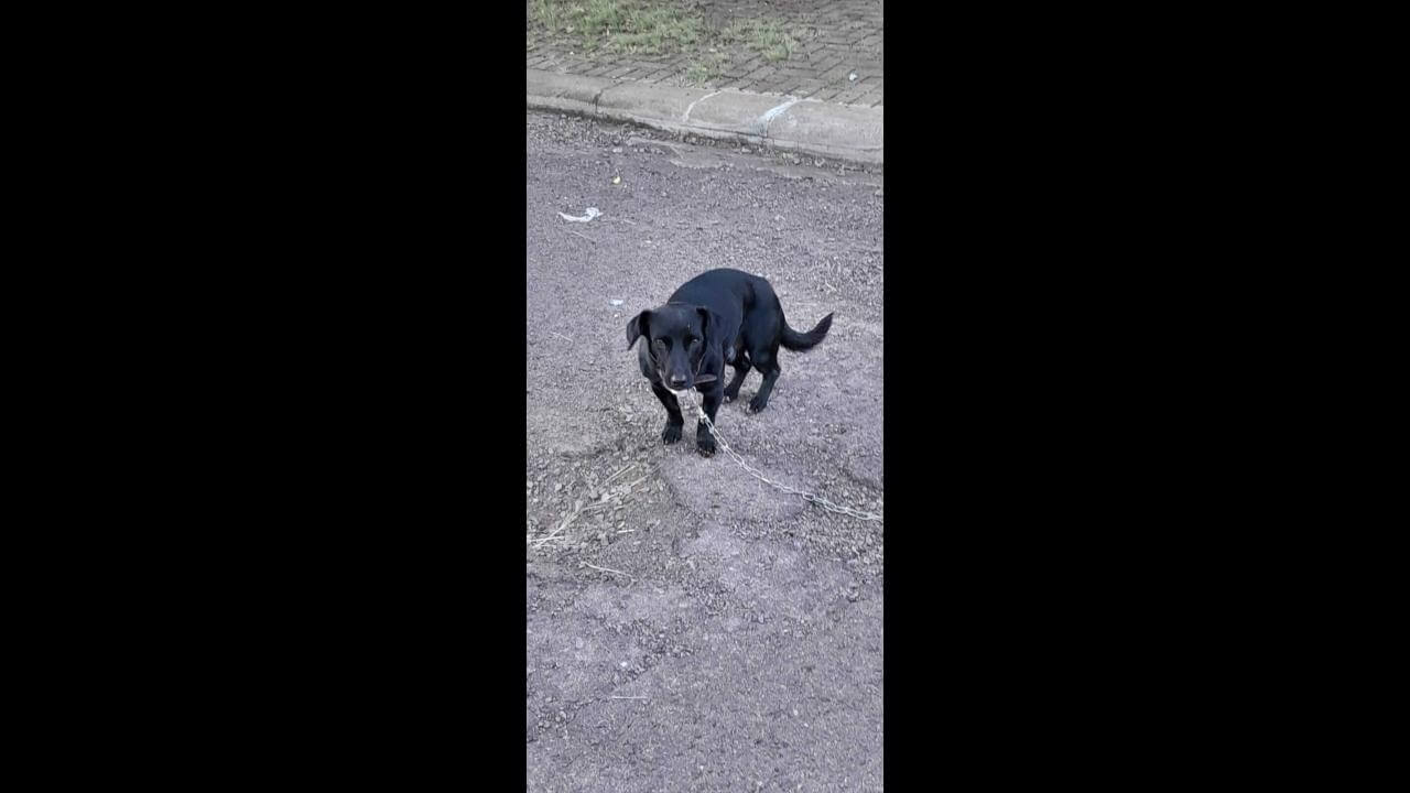 Cachorro é encontrado no bairro Parque São Paulo