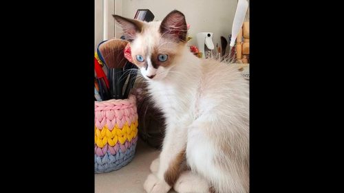 Gata Catarina desapareceu no bairro Cancelli Gata Catarina desapareceu no bairro Cancelli