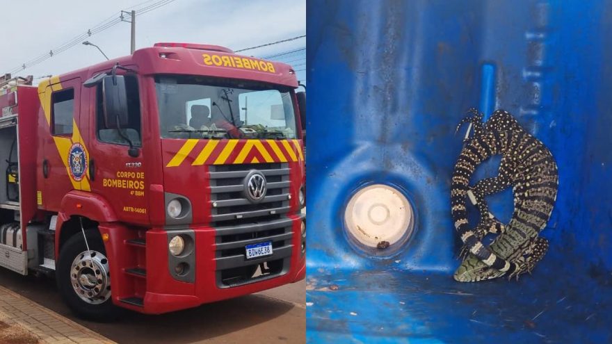 Filhote de lagarto invade residência e mobiliza Corpo de Bombeiros em Cascavel