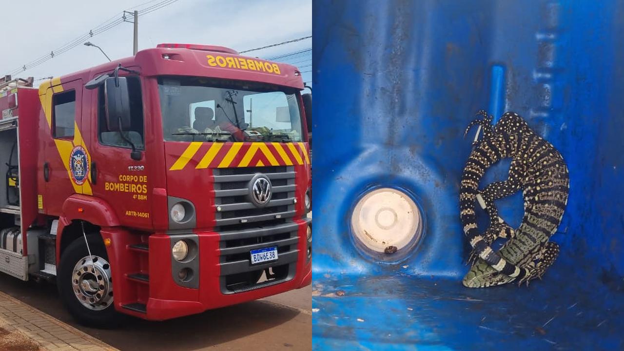 Filhote de lagarto invade residência e mobiliza Corpo de Bombeiros em Cascavel