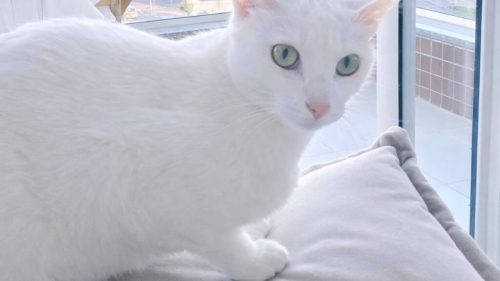 Gata Cristal desapareceu no bairro Alto Alegre Gata Cristal desapareceu no bairro Alto Alegre