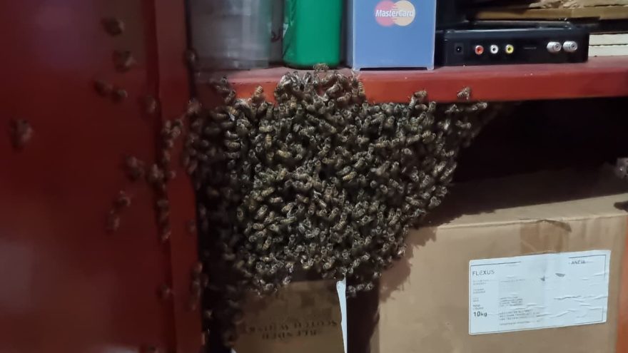 Enxame de abelhas é encontrado dentro de guarda-roupas e assusta moradores