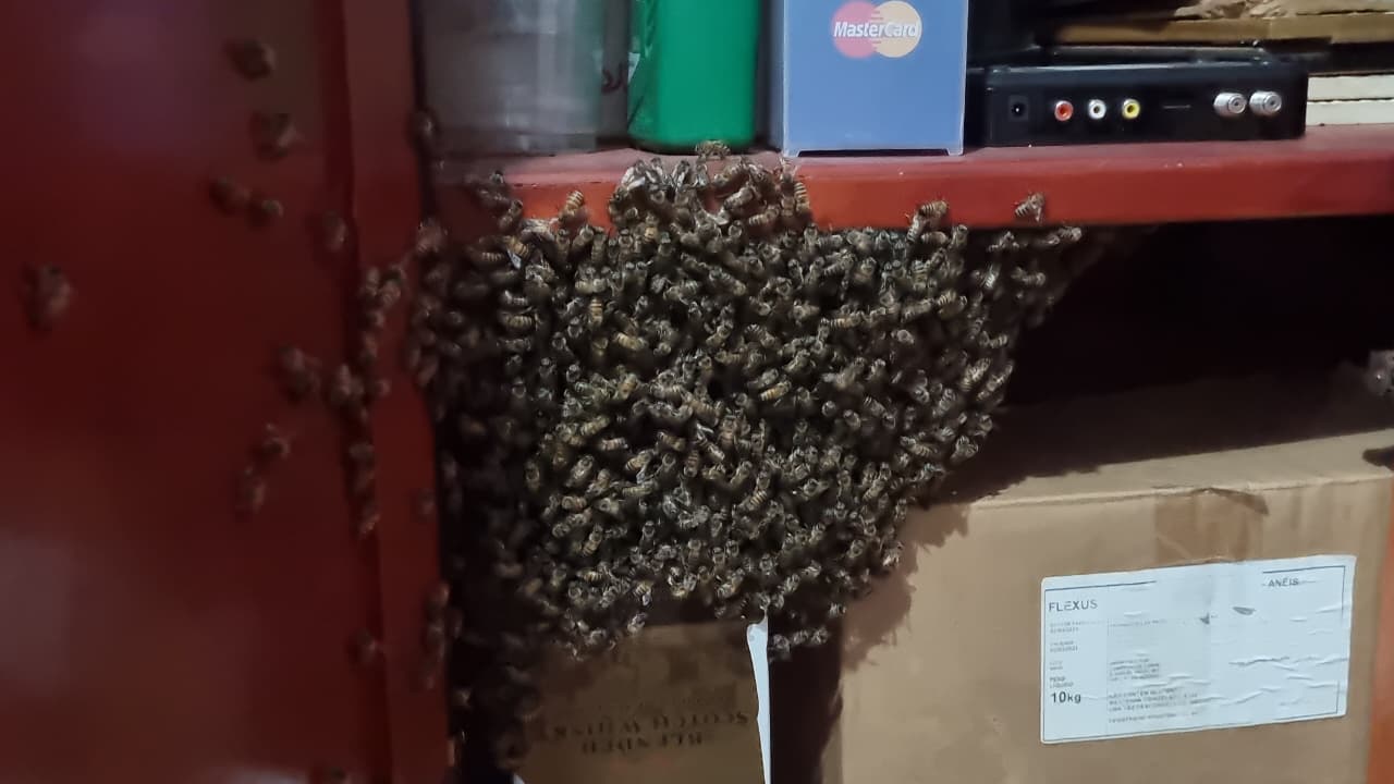 Enxame de abelhas é encontrado dentro de guarda-roupas e assusta moradores