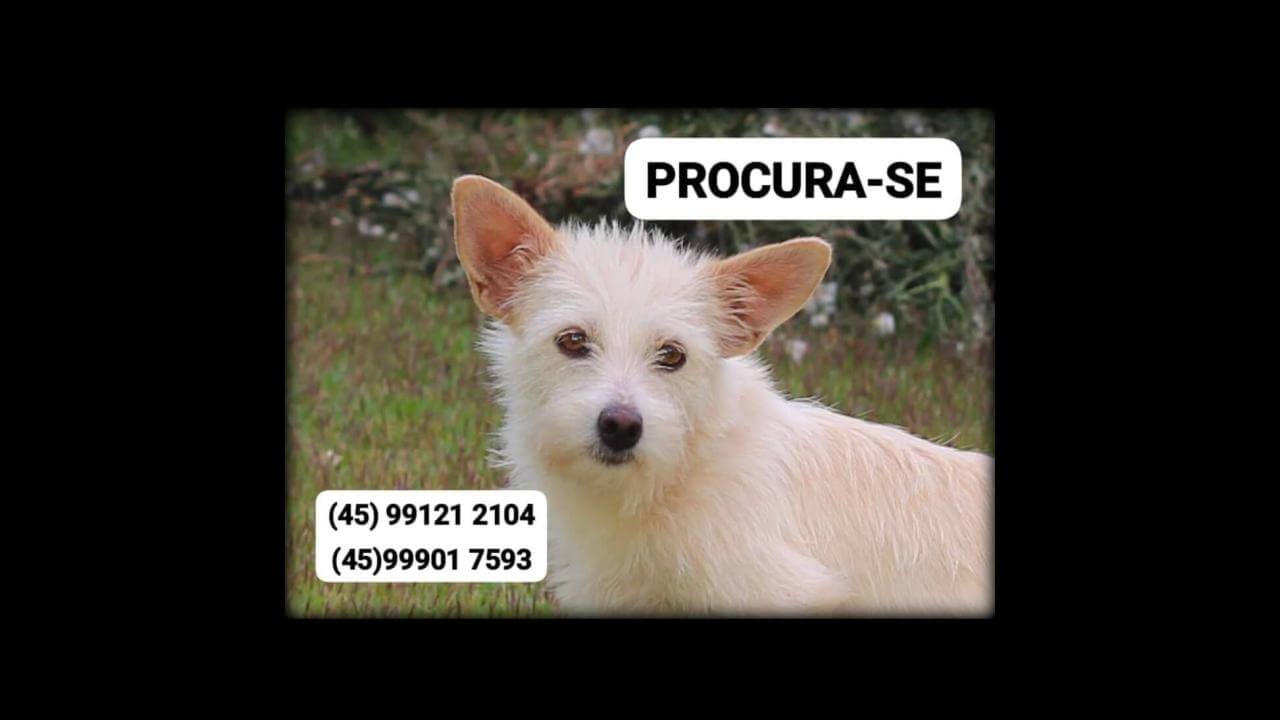 Cachorra Pantufa desapareceu no bairro Parque São Paulo