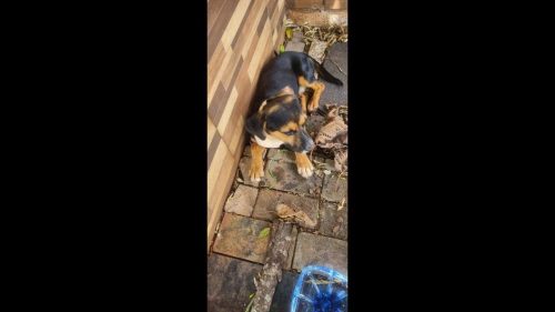 Cachorro é encontrado no bairro Parque São Paulo Cachorro é encontrado no bairro Parque São Paulo