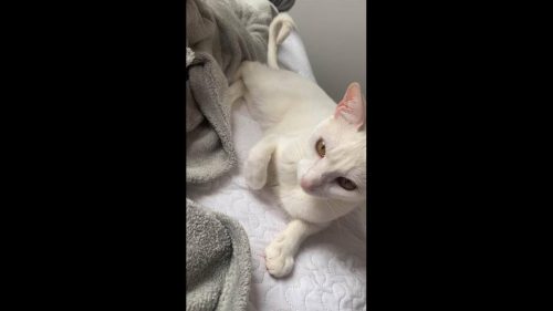 Gata Cristal, ofereço recompensa de R$500,00 ela estav desapareceu no bairro Alto Alegre Gata Cristal, ofereço recompensa de R$500,00 ela estav desapareceu no bairro Alto Alegre