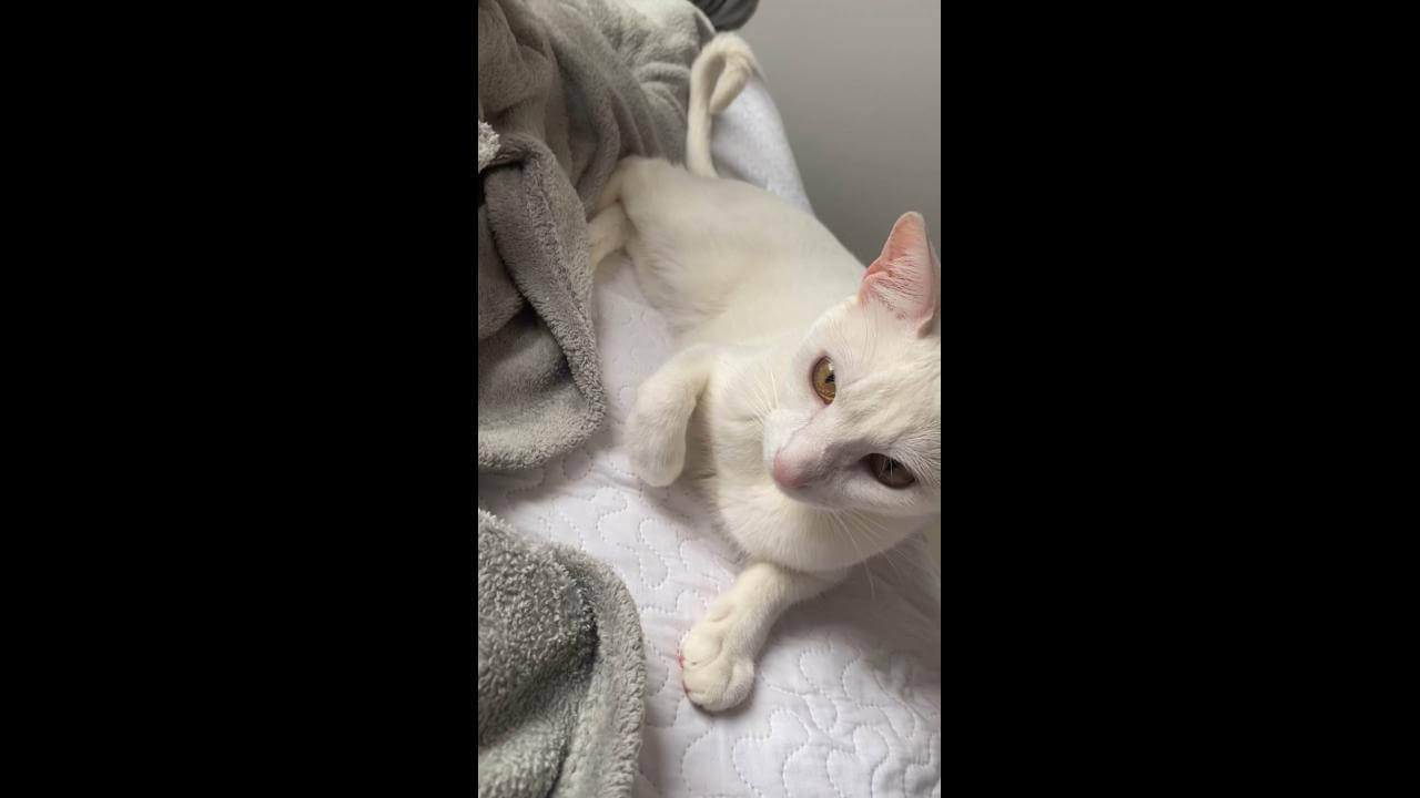 Gata Cristal, ofereço recompensa de R$500,00 ela estav desapareceu no bairro Alto Alegre