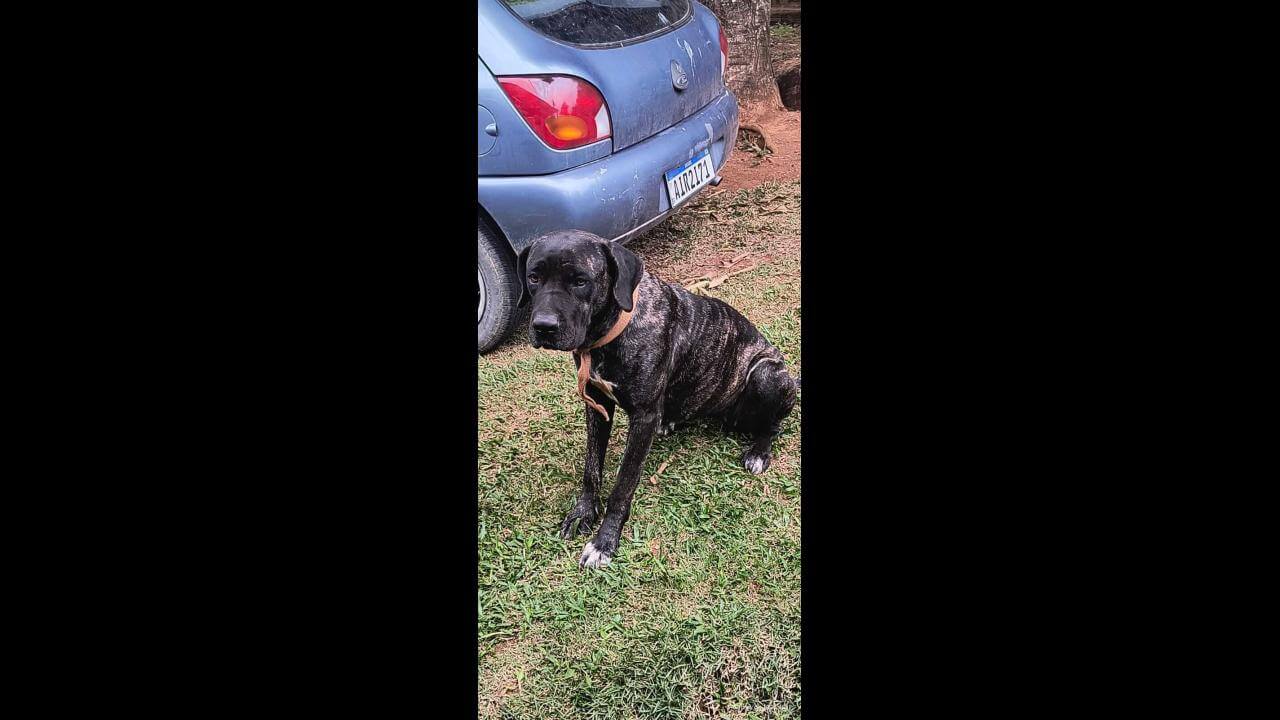 Cachorra Sky desapareceu no bairro Santo Onofre