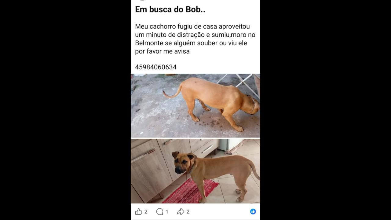 Cachorro Bob desapareceu no bairro Belmonte