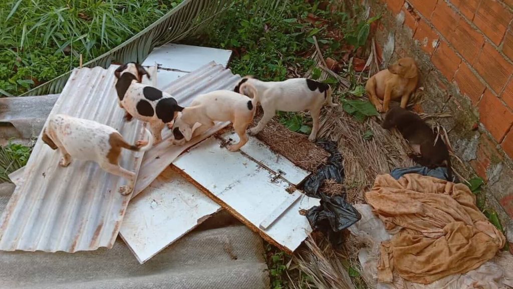 Morador denuncia abandono de sete cãezinhos largados no Centro de Cascavel