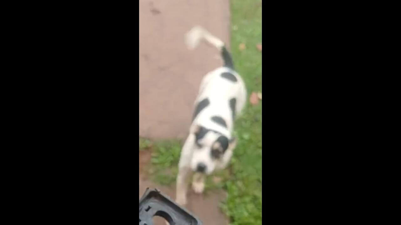 Cachorro Thor desapareceu no bairro Universitário