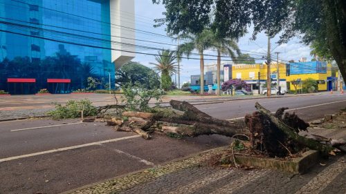 Árvore cai e interdita trecho da Rua Rio de Janeiro em frente ao Teatro Municipal de Cascavel Árvore cai e interdita trecho da Rua Rio de Janeiro em frente ao Teatro Municipal de Cascavel