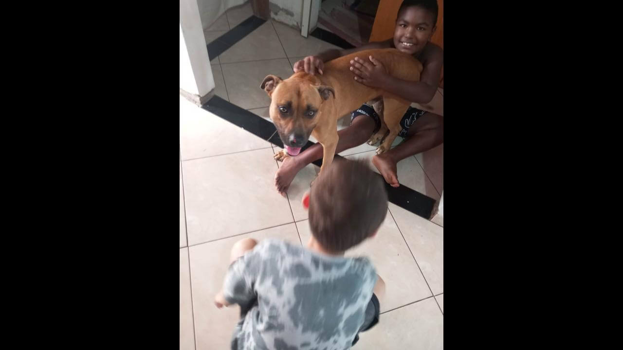 Cachorro é encontrado no bairro Belmonte