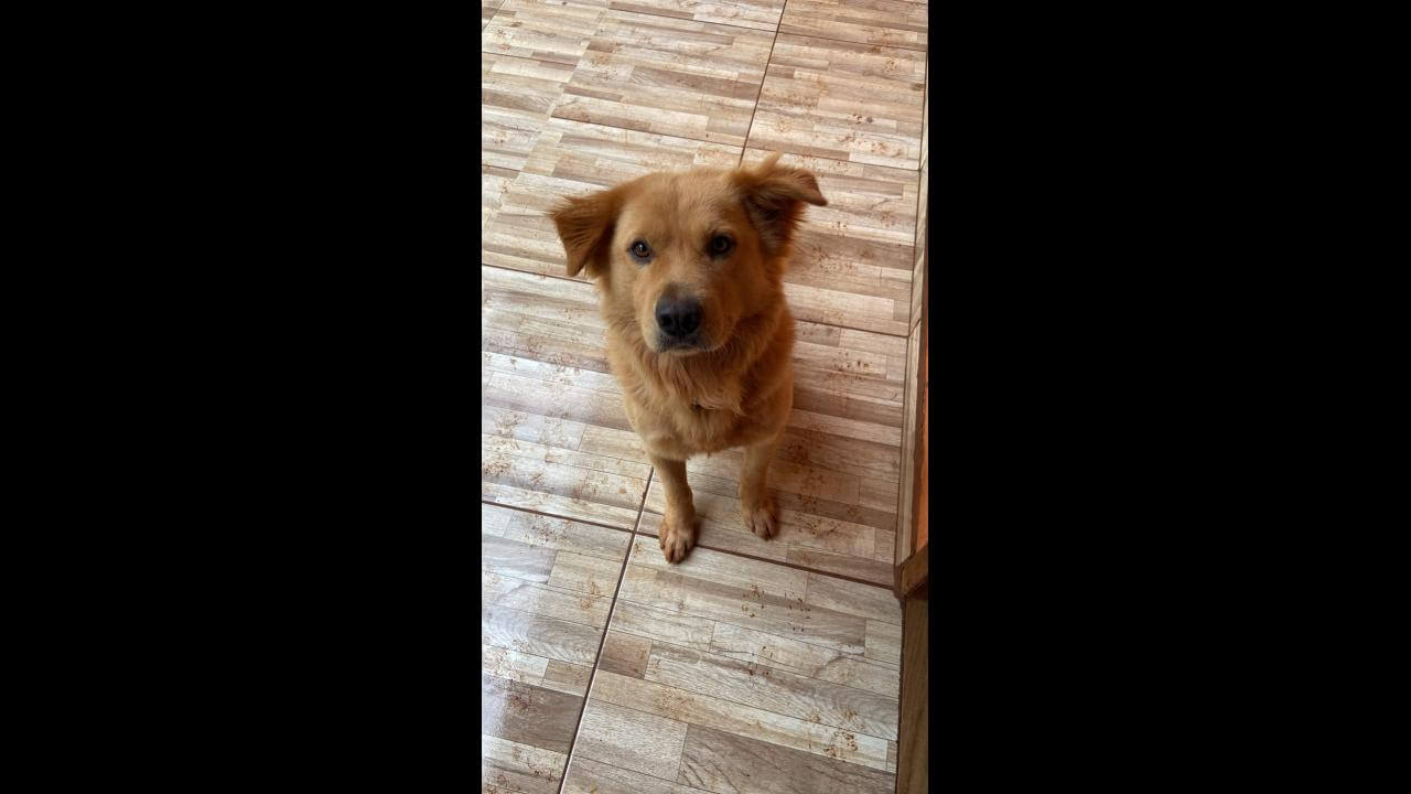 Cachorro Thor desapareceu no bairro Parque São Paulo