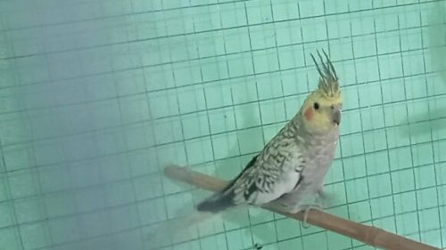 Calopsita Cloe desapareceu no bairro Periolo Calopsita Cloe desapareceu no bairro Periolo