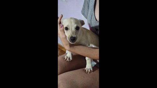 Cachorro é encontrado no bairro Guarujá Cachorro é encontrado no bairro Guarujá