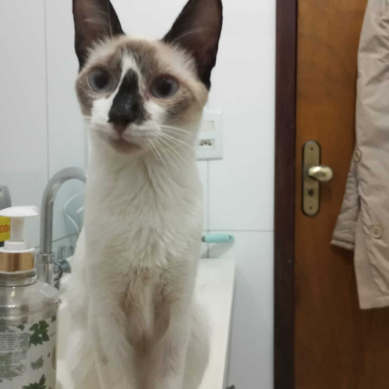 Gata Luna desapareceu no bairro Santa Felicidade Gata Luna desapareceu no bairro Santa Felicidade