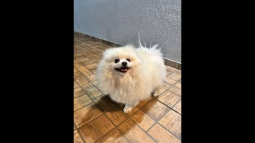 Cachorro é encontrado no bairro Cancelli Cachorro é encontrado no bairro Cancelli