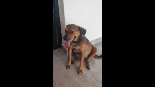 Cachorra Caramelo desapareceu no bairro Pioneiros Catarinenses Cachorra Caramelo desapareceu no bairro Pioneiros Catarinenses